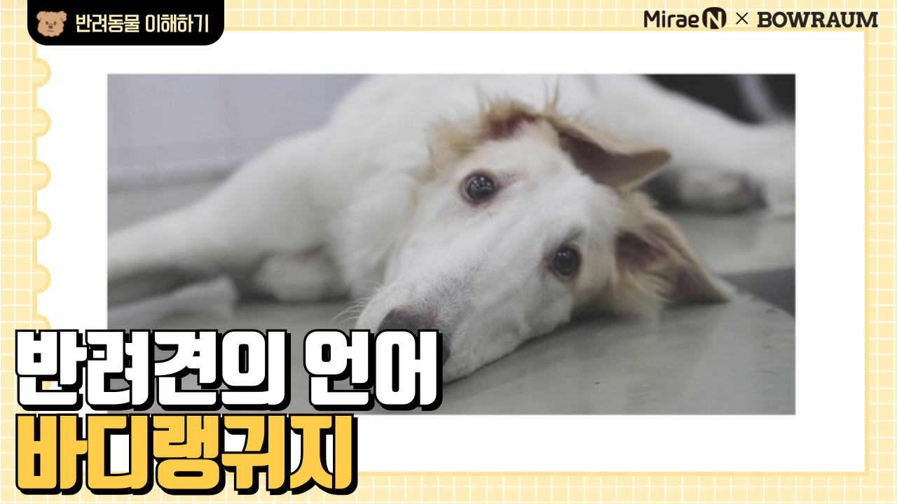 반려견의 언어 바디랭귀지
